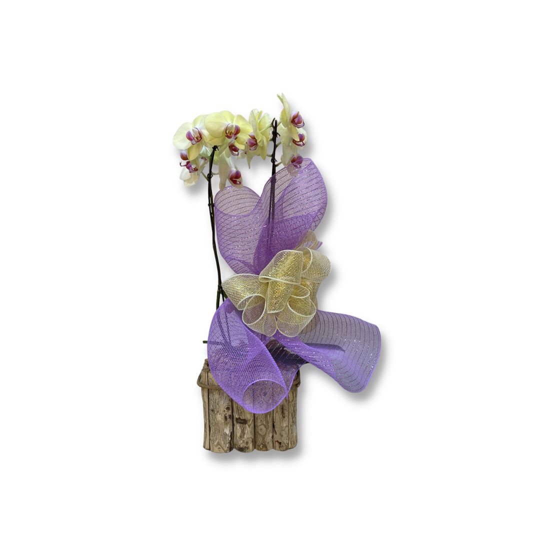 Orquídea Cascata