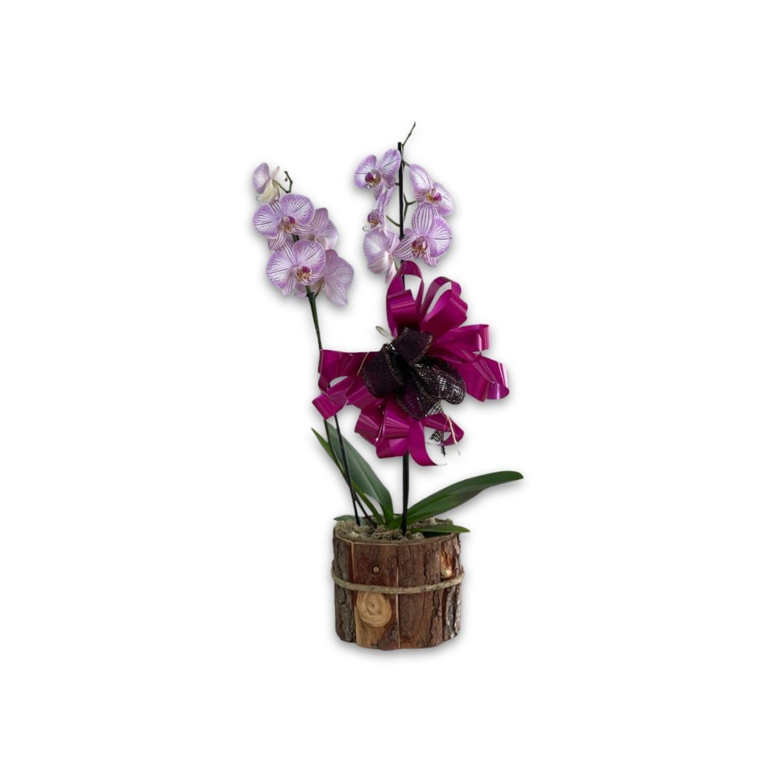 Orquídea